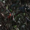 Red-winged Parrot　ハゴロモインコ？など