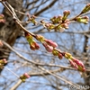 桜はまだかいな
