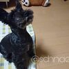 飼い主が思うほど犬は賢くない