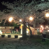 夜桜を見に行きました/ひまわり歯科　2014/4/2