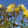 平塚の『花菜（かな）ガーデン』　青空に映えるバラの花（2022/5/27）