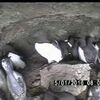 ウミガラス３４羽確認　天売島　海鳥センターＨＰで映像公開