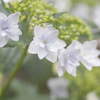 梅雨の花