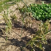 ショウガと里芋を収穫
