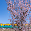 桜の花と電車