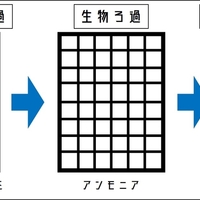 これだけで良い 水槽の掃除屋ミナミヌマエビの繁殖 抱卵 飼育方法 総まとめ Diyなアクアリウム これだけで良い 水槽の掃除屋ミナミヌマエビの繁殖 抱卵 飼育方法 総まとめ Diyなアクアリウム