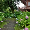 智積院の紫陽花、金堂裏で咲く【動画あり】