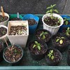 ホーリーバジルの挿し木より１週間 などなど