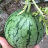 夏野菜の収穫と夕方さんぽ