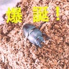 【クワガタ飼育記】卵から成虫に～菌糸瓶と育成マットでの飼育方法