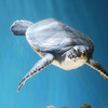 アオウミガメ / Green sea turtle