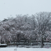 雲照寺の如意輪観音の写真をとりに、雪中散歩　３／２９午後