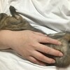 いい表情のぽてこちゃん