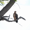 アフリカソウゲンワシ Tawny Eagle