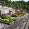 霊園風景　その56　「‥亡き人に　花のお墓たち」