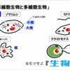 【雑想】単細胞生物の移動方法?