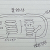 光合成ってなんなん？　part.1 葉緑体の自己紹介