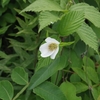 Rhodotypos scandens　シロヤマブキ