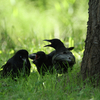 カラスたちの朝／リスたちの朝／それぞれの朝