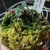 クール系デンドロビウム　Dendrobium leucocyanum　②