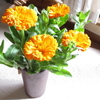 元気なオレンジ色の花