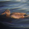 藤前干潟周辺の野鳥観察