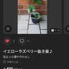 イエローベリー結実も
