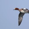 ヒドリガモ飛翔／鳥を写す価値観と、写した写真の自己評価
