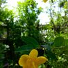 キンシバイ（ヒペリカム・ヒドコート？）がいきなり開花！