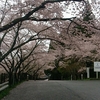 新城市大野 頭首工の桜