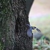 晩春の公園の鳥事情 PART2