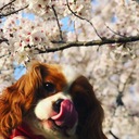 わたしのこと。