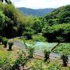 春林軒から西笠田駅までの徒歩ルートが美しかった（和歌山県紀の川市）