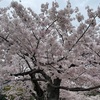 桜通信＃１９