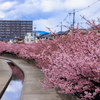 淀水路の河津桜