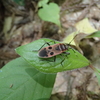 角田山で出会った生き物たち（６月13日）