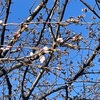 桜🌸チラホラ、菜の花、満開‼️