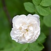 薔薇の香りのお話6・・・アルバ系のバラ`マダム・プランティア'