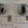 職員室前の生き物標本に　クワガタとカブトが仲間入り