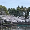 鹿沼公園のさくら 開花順調！(2025/3/29)