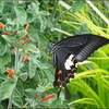 今日の動画・ヤブミョウガ、キカラスウリの花他