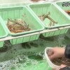 上天草市でクルマエビの出荷が最盛期を迎える【熊本】