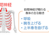 肋間神経痛とは。。