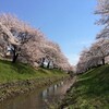 唐沢掘の桜