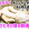 子犬マイティがひたすら寝る動画　カニンヘン ダックス 8ヶ月2週目