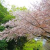 #桜#ウコン桜#八重桜