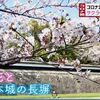 熊本のサクラ一気に咲き進む　熊本城の長塀に彩る