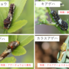 蝶舞う