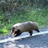 走るアナグマ