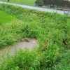 我が圃場の下流の排水路の様子